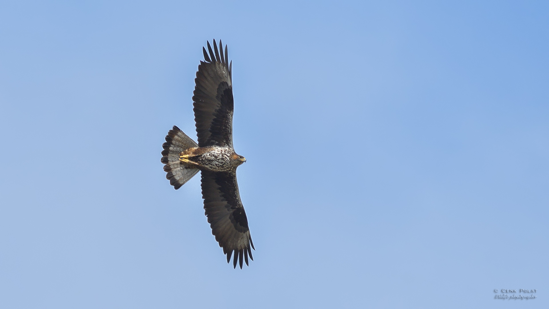 Bonelli's Eagle